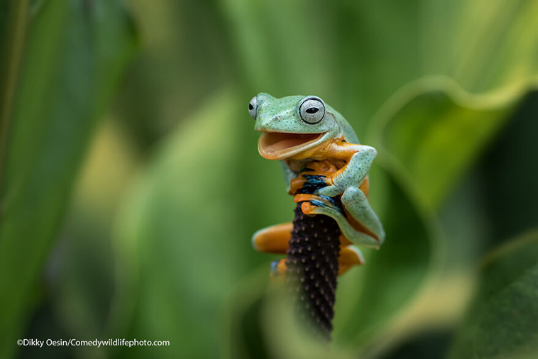 comedy wildlife