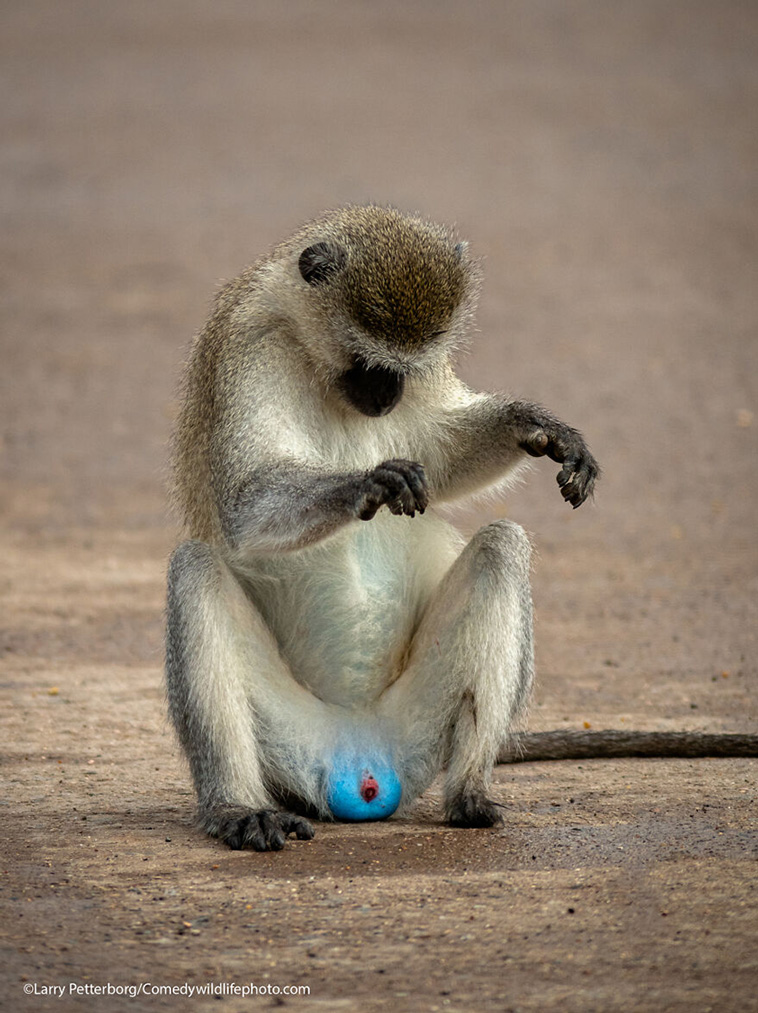comedy wildlife