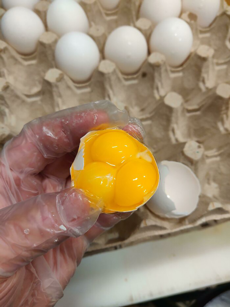 food lottery