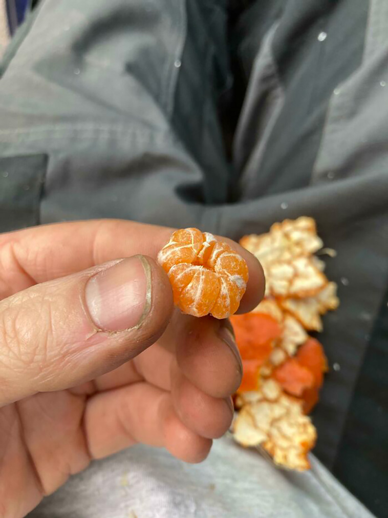 food lottery