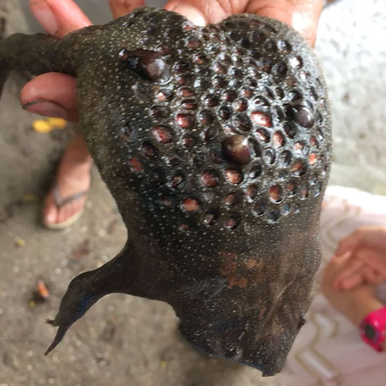 trypophobia