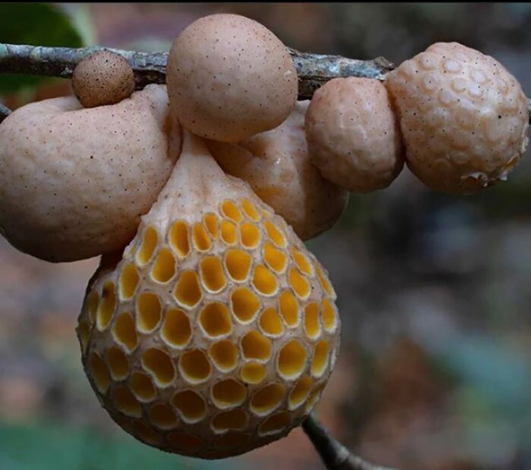 trypophobia