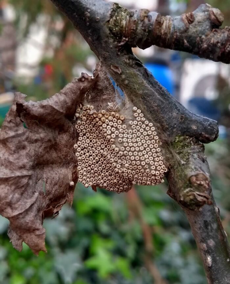 trypophobia