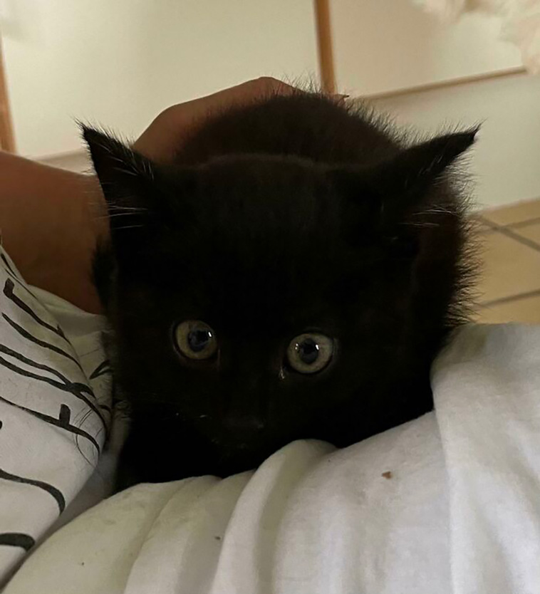 rescued pets