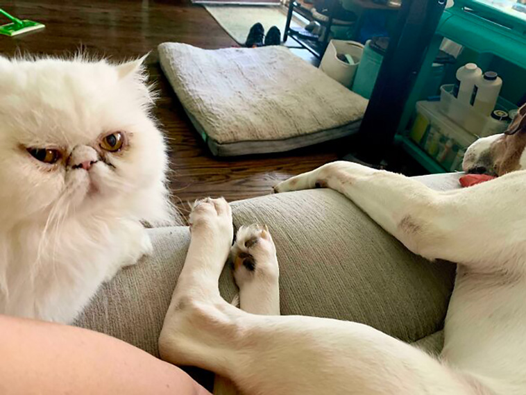 rescued pets