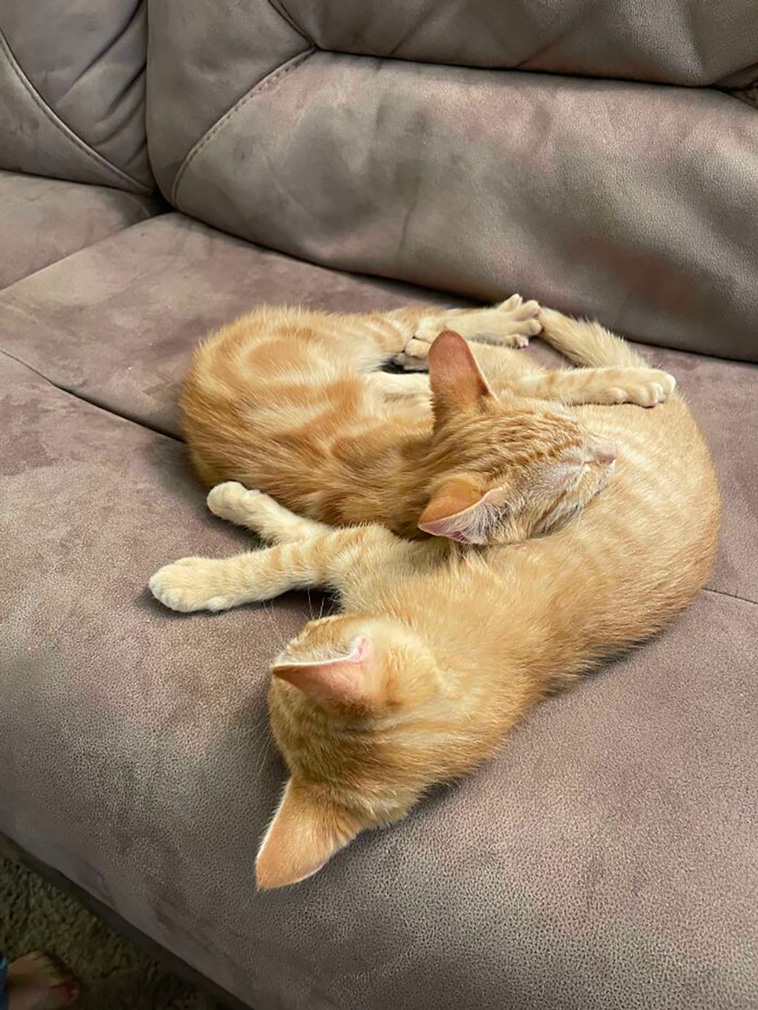 rescued pets