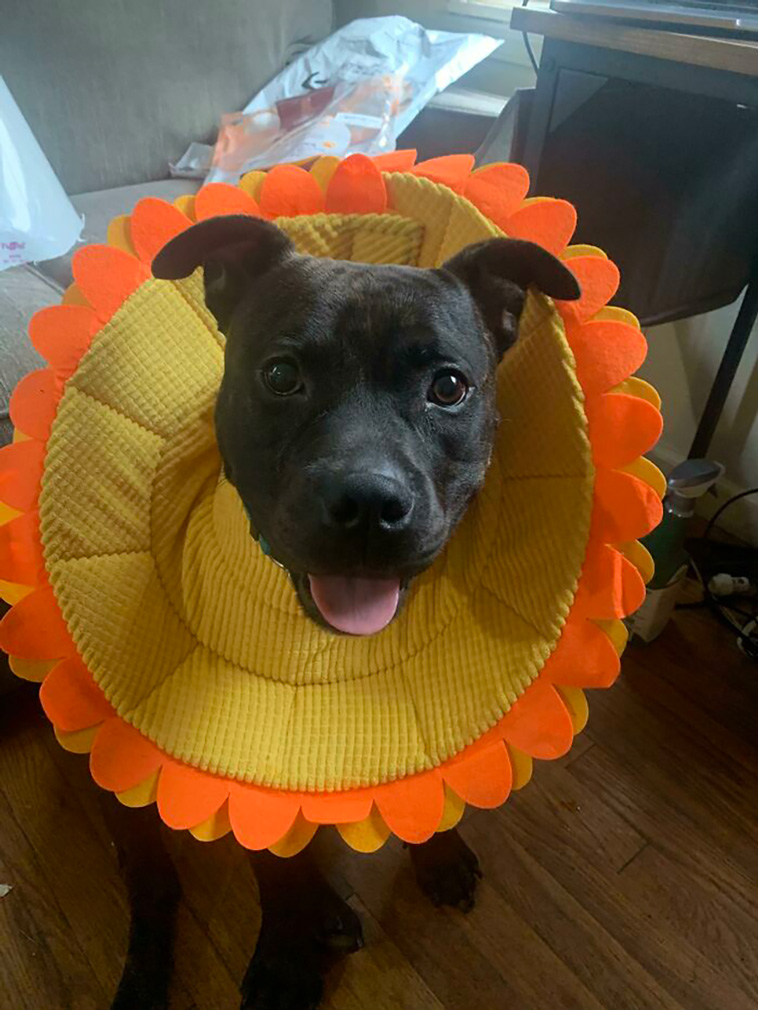 rescued pets