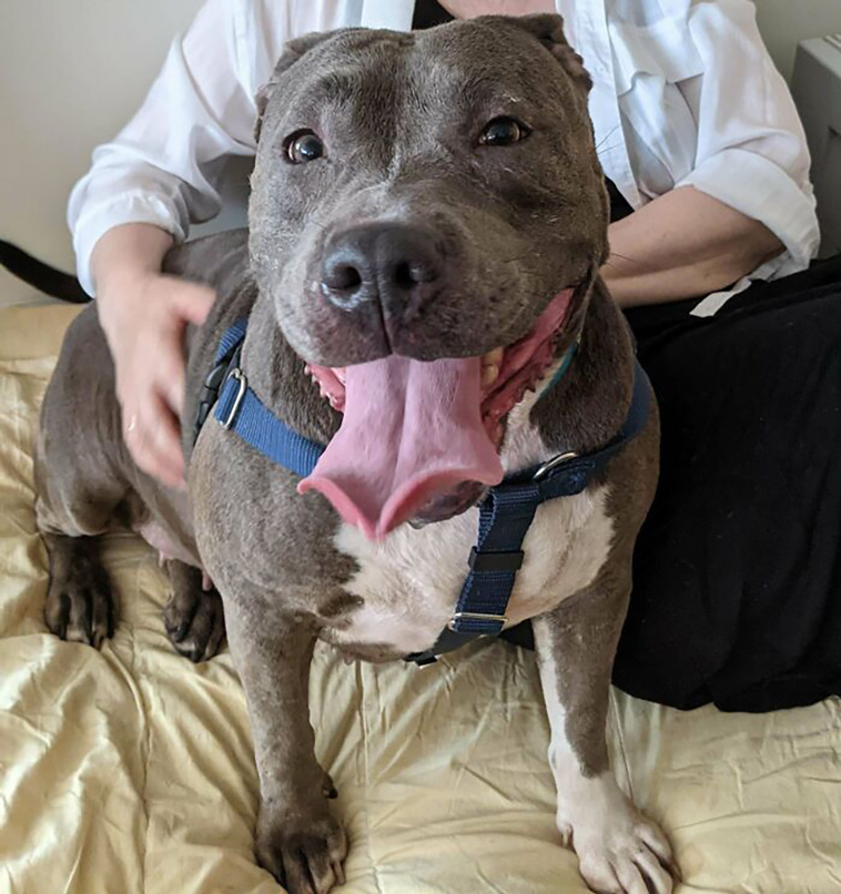 rescued pets