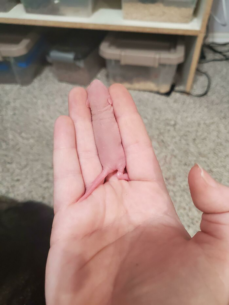 tiny animals