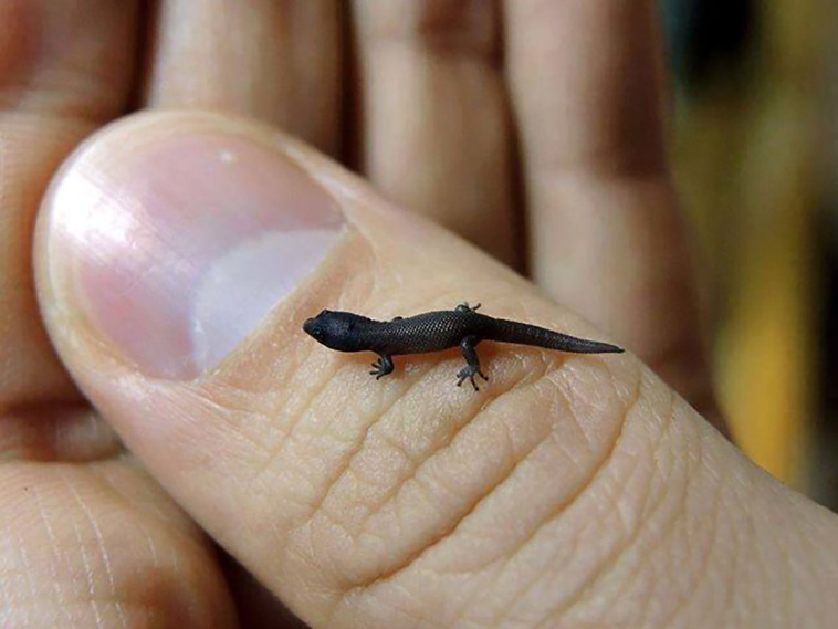 tiny animals