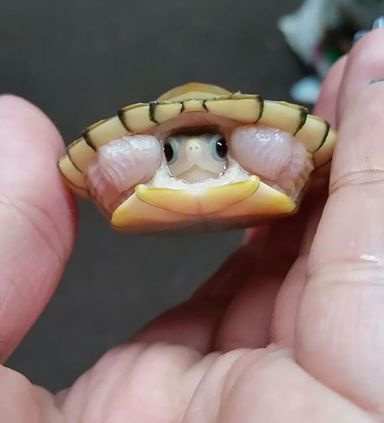 tiny animals