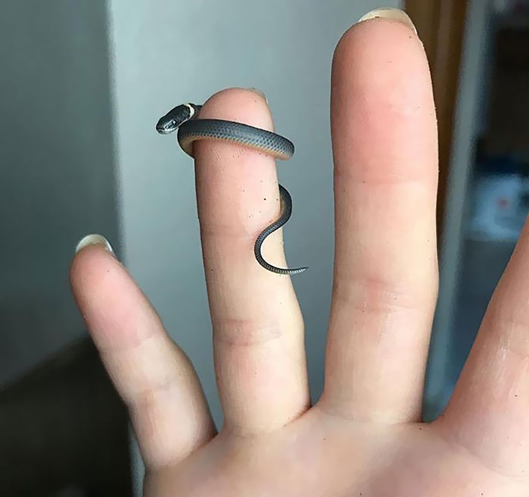 tiny animals