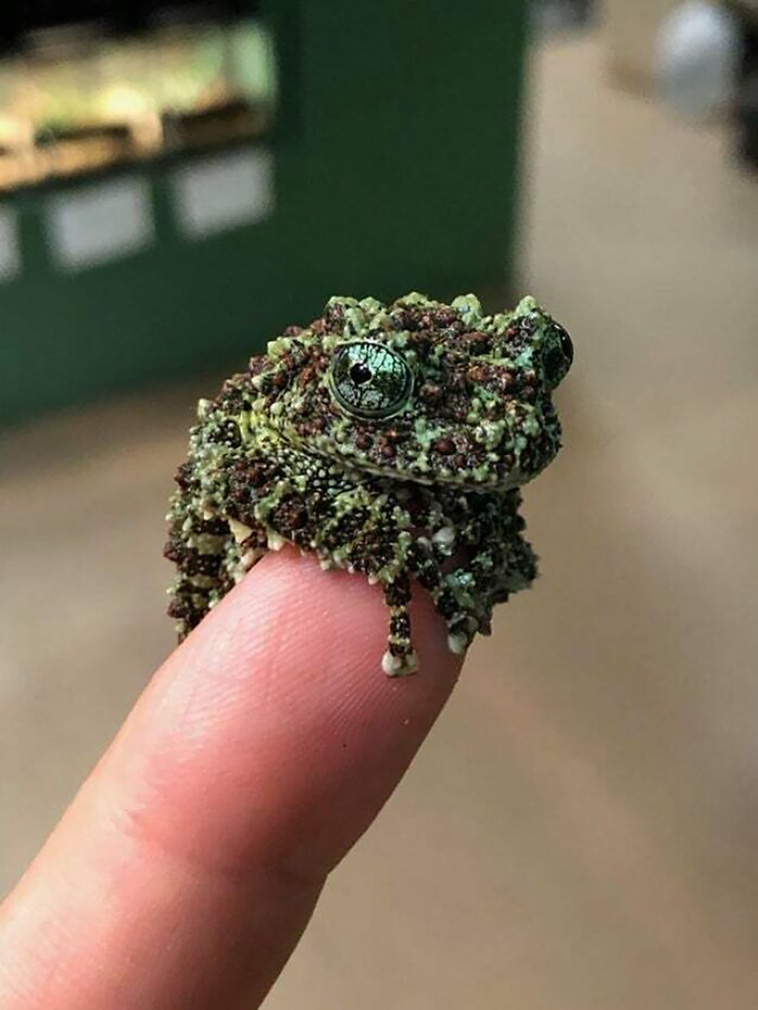 tiny animals