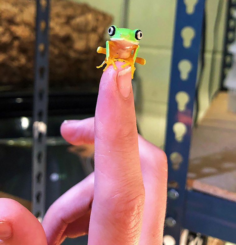 tiny animals