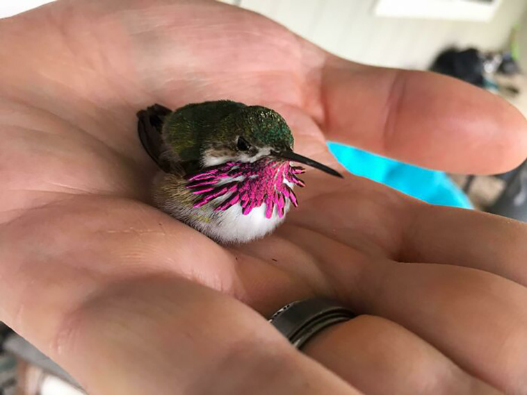 tiny animals
