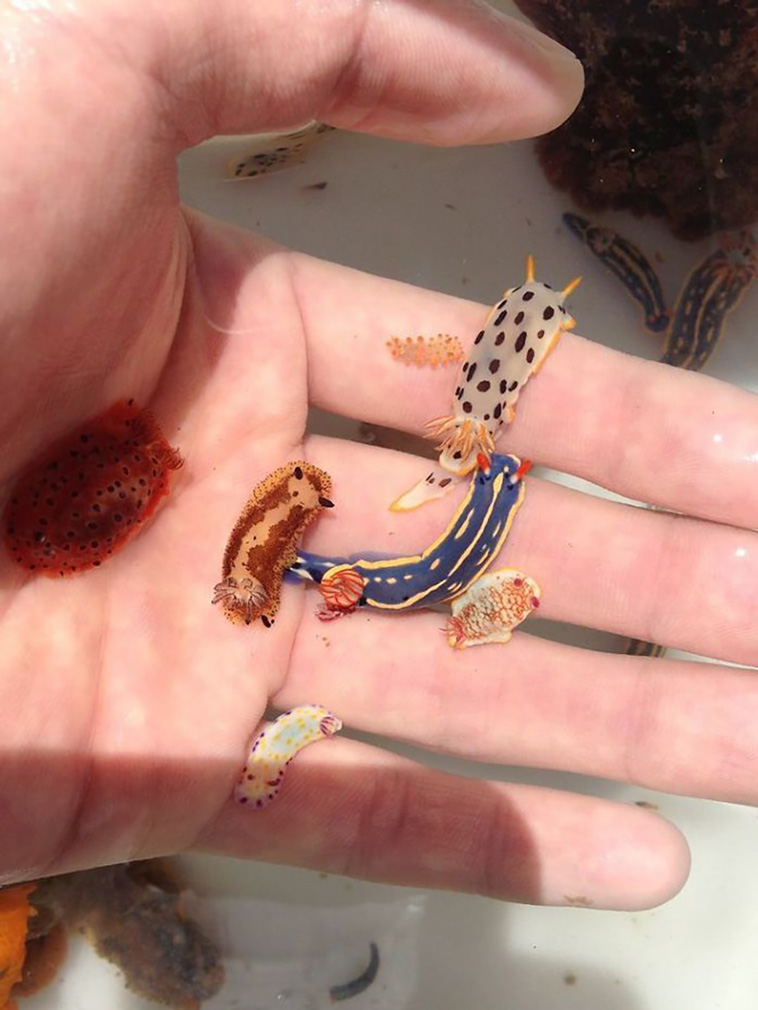 tiny animals