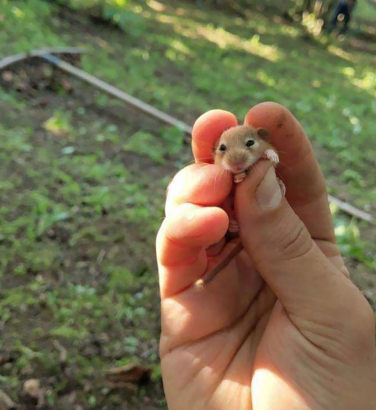 tiny animals