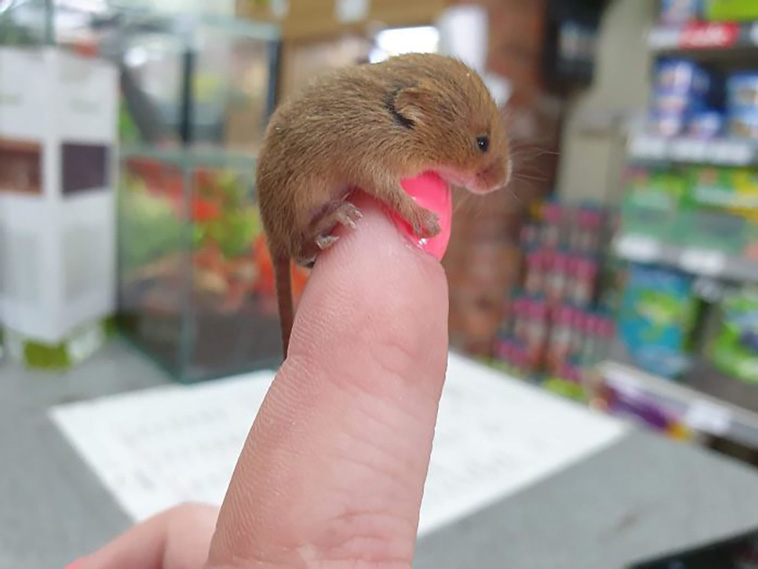 tiny animals