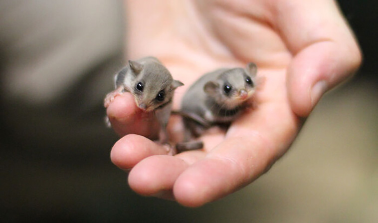 tiny animals