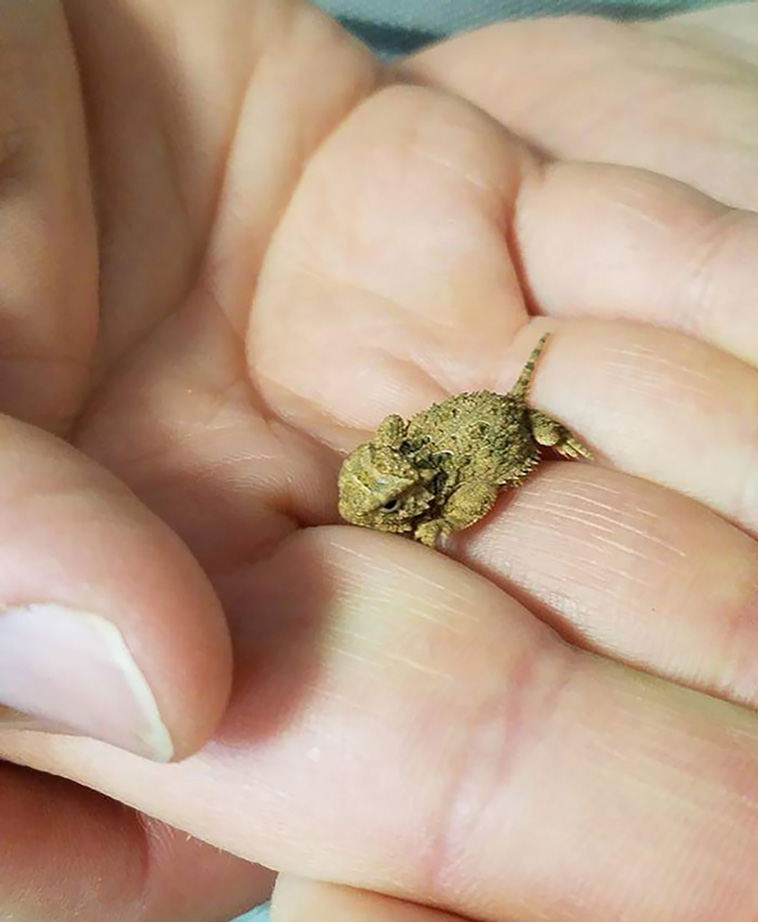 tiny animals