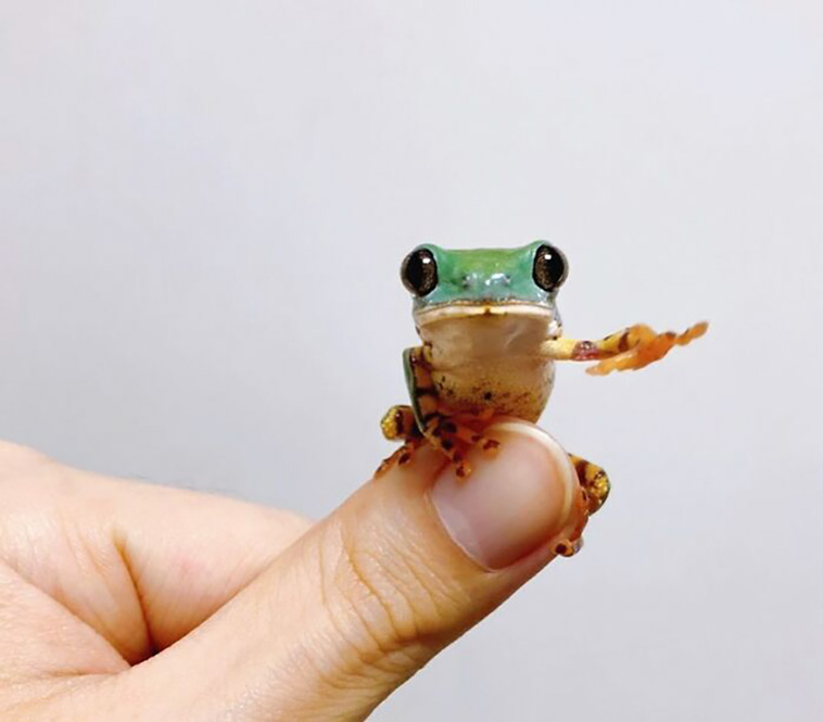tiny animals