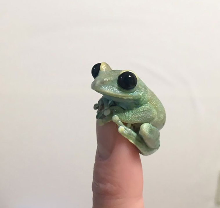 tiny animals