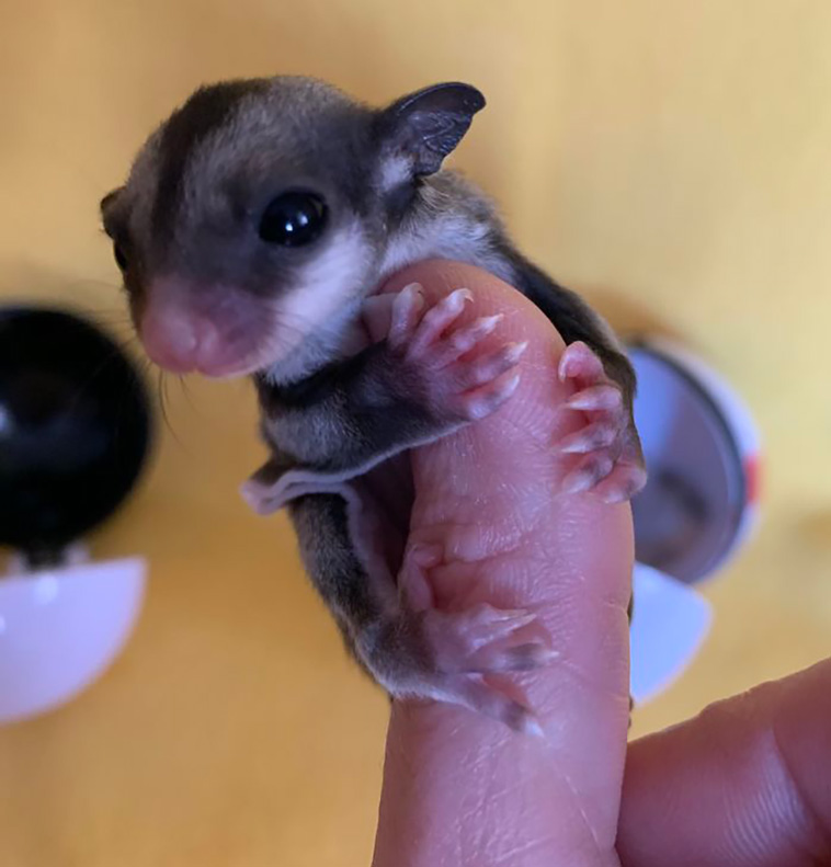 tiny animals