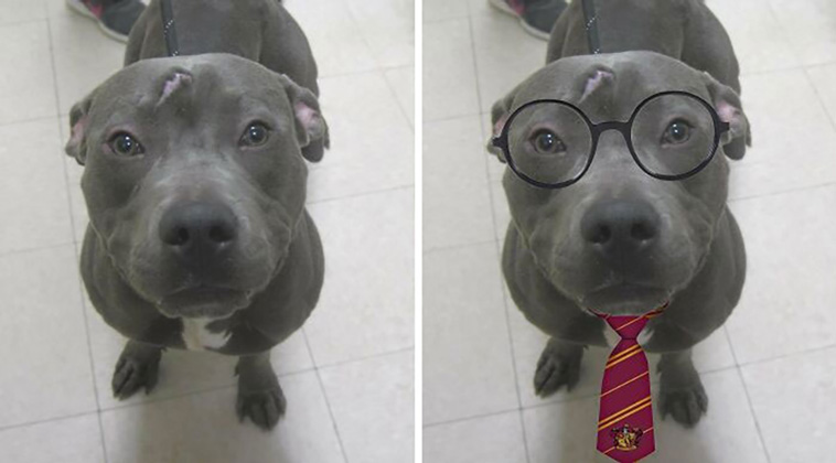 adorable dogs