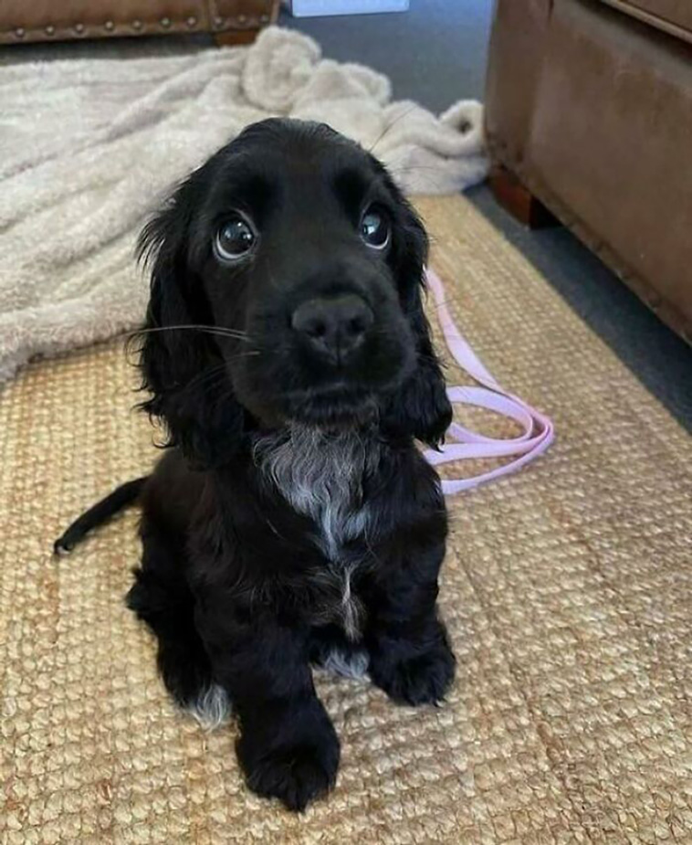 adorable dogs