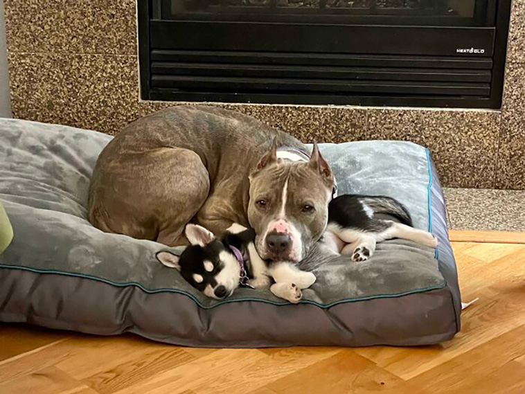 adorable dogs
