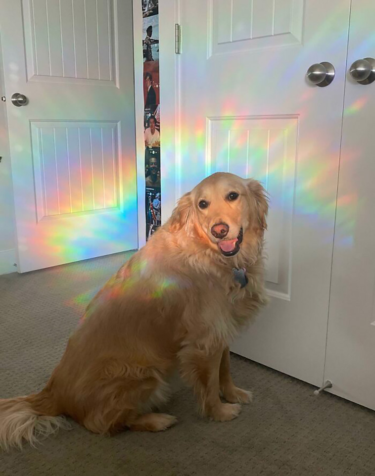adorable dogs