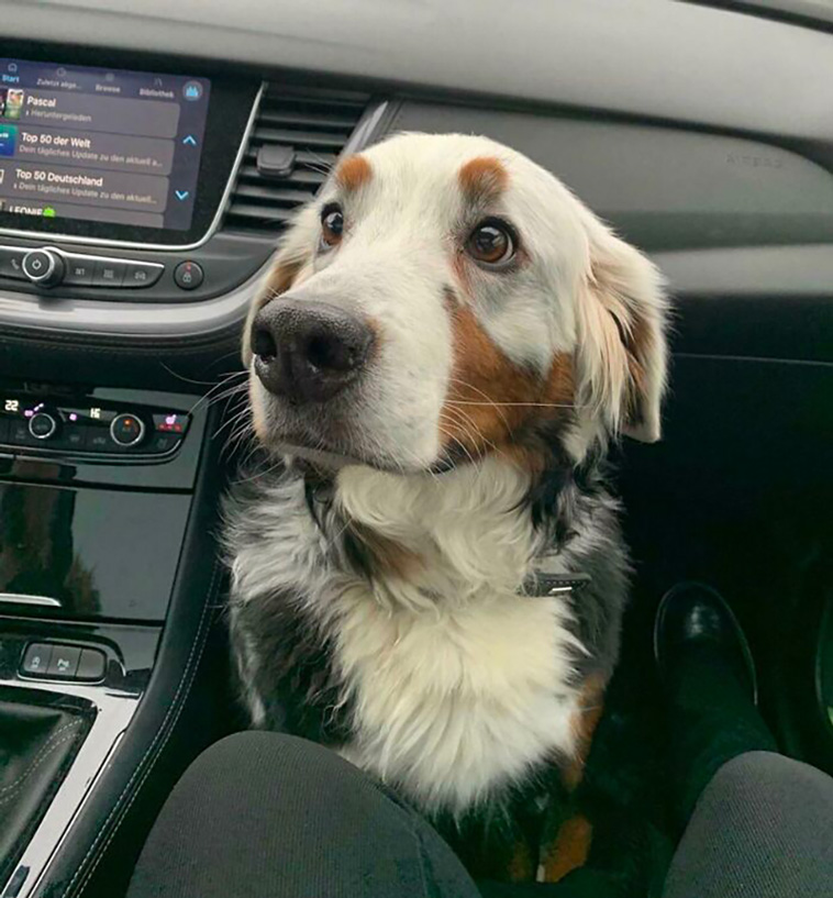 adorable dogs