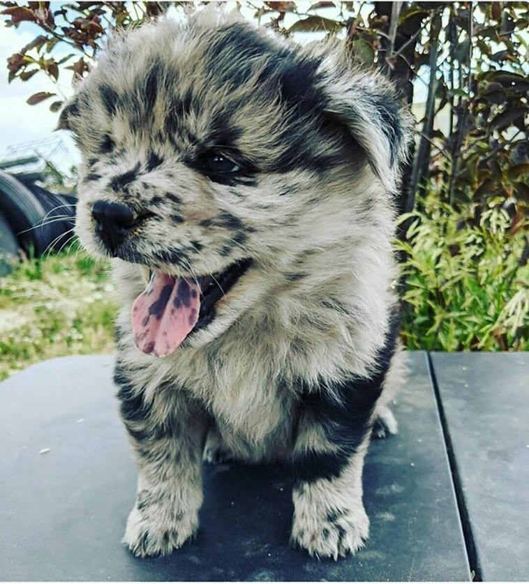 adorable dogs