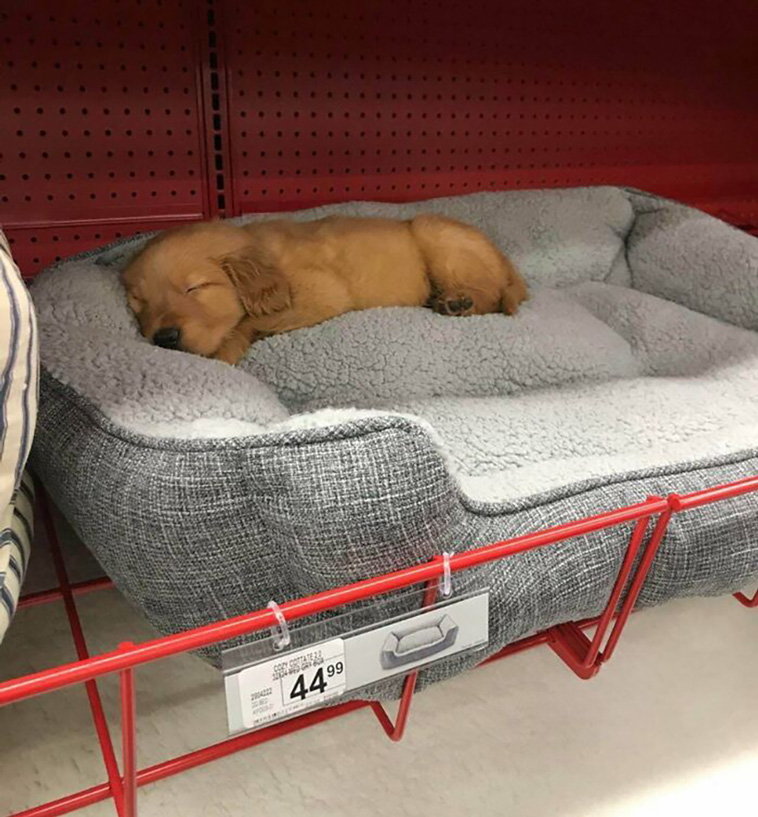 adorable dogs