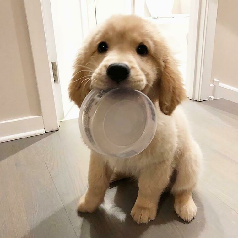 adorable dogs