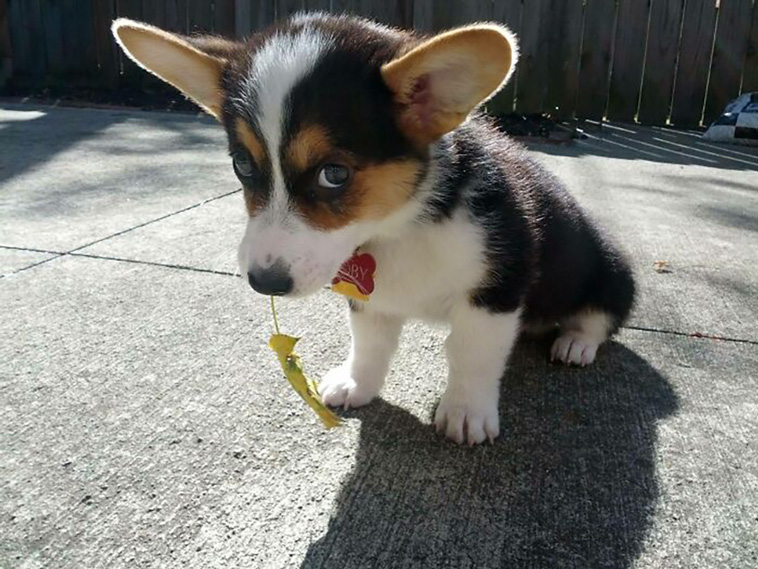 adorable dogs