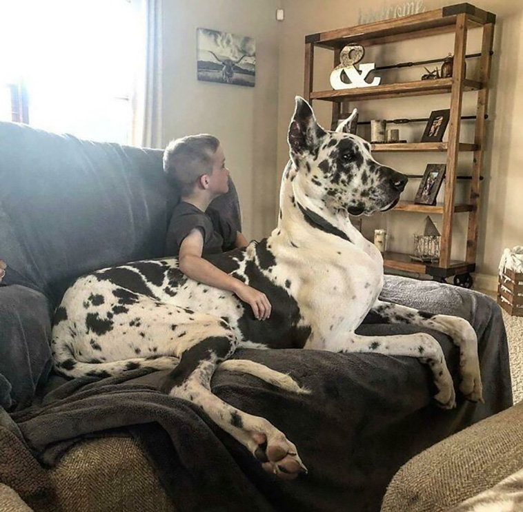 adorable dogs
