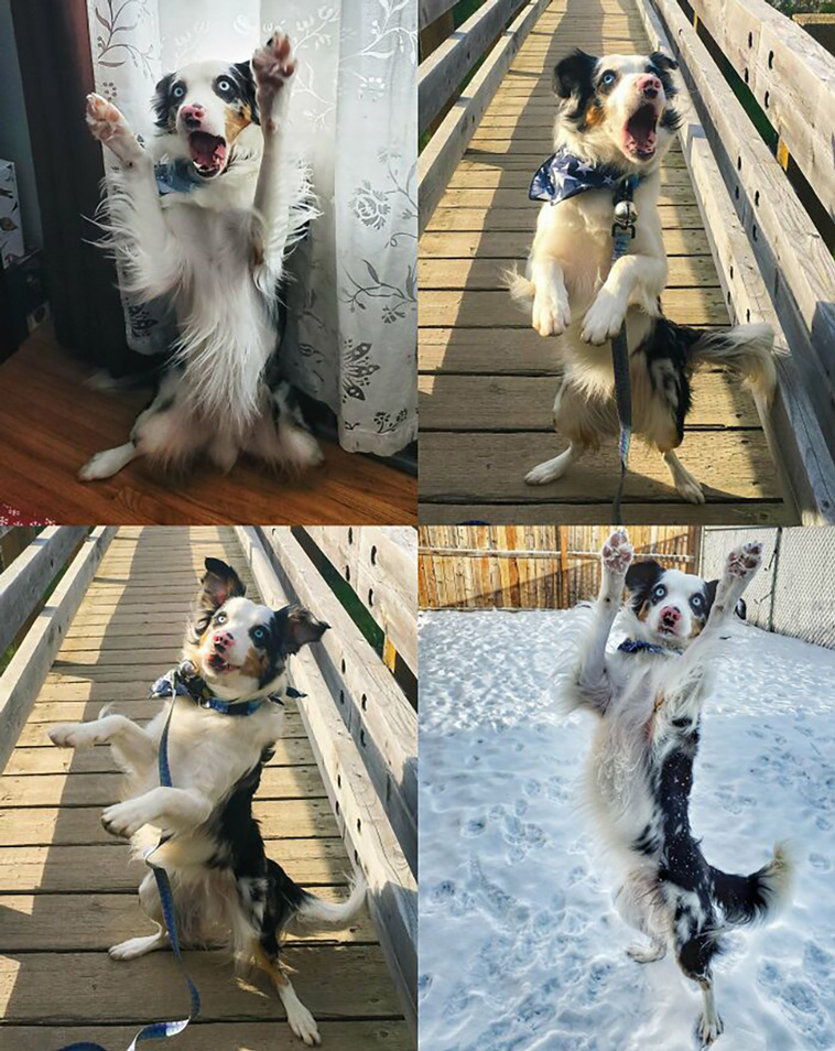 adorable dogs