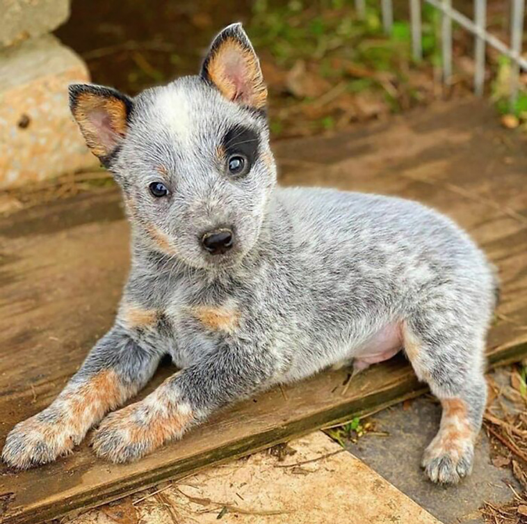 adorable dogs