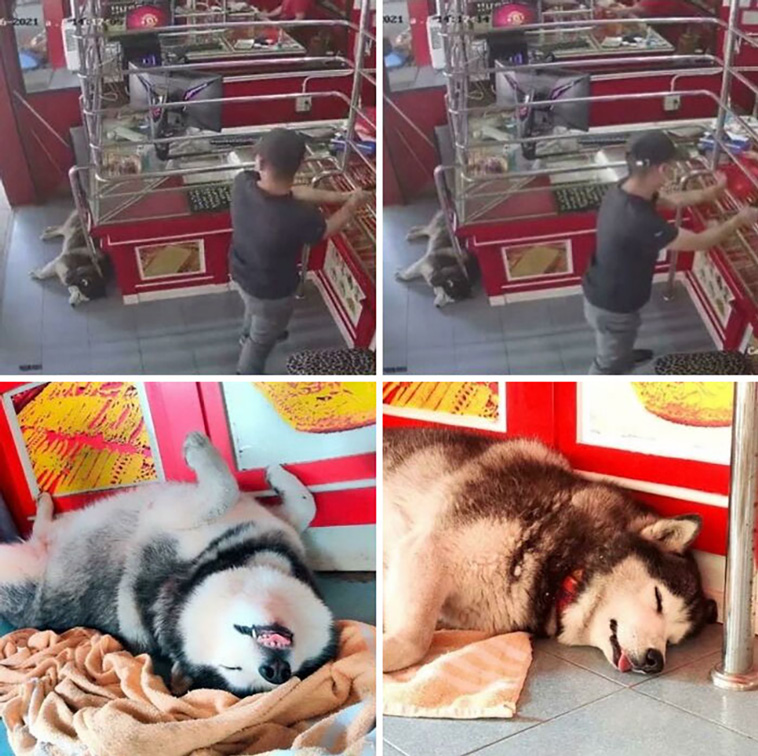 adorable dogs