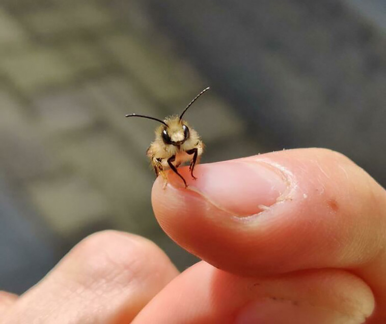 bugs
