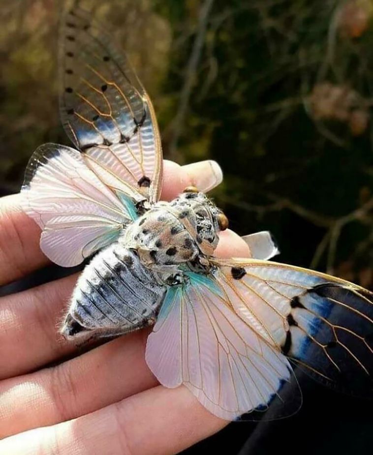 bugs