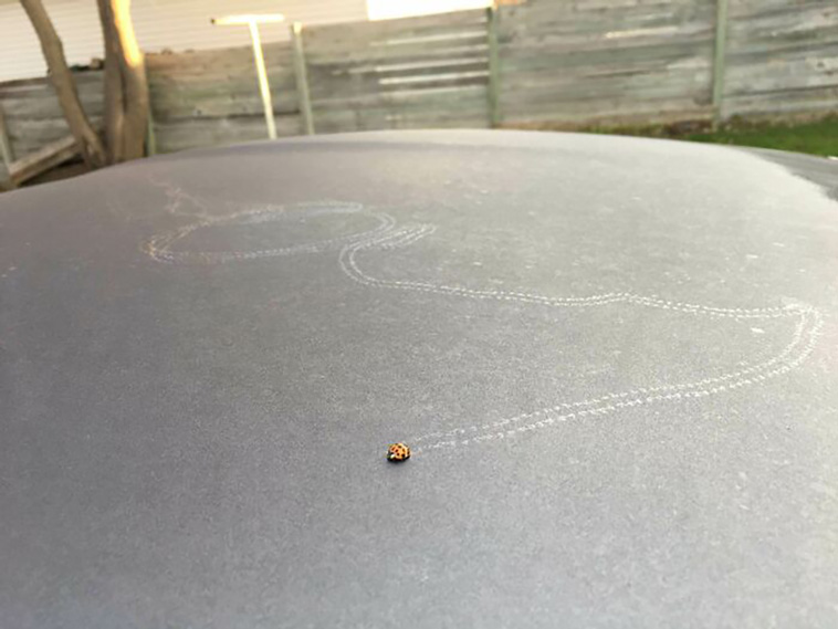 bugs