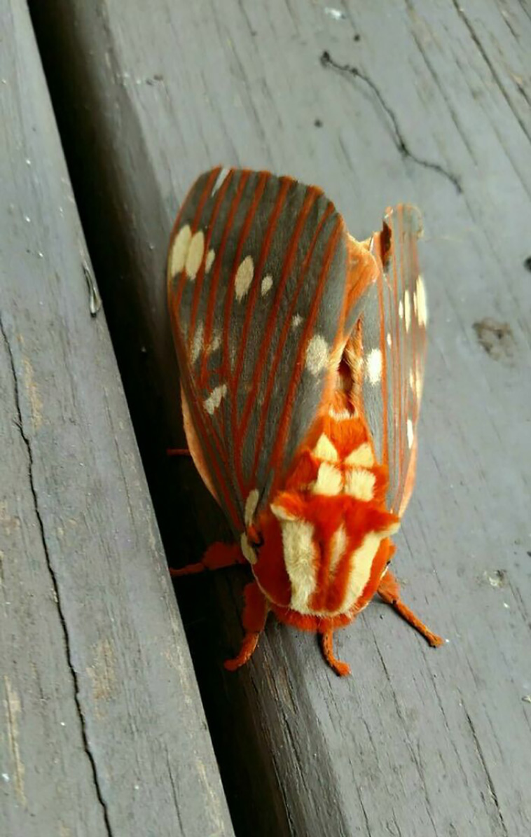 bugs