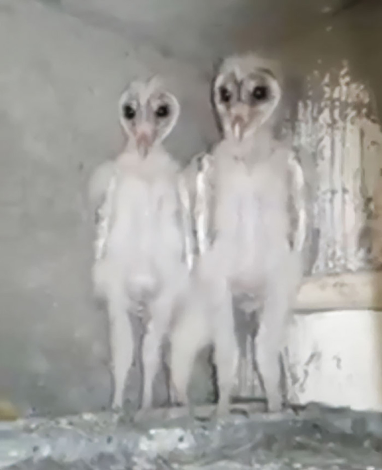 creepy things