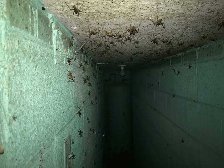 creepy things