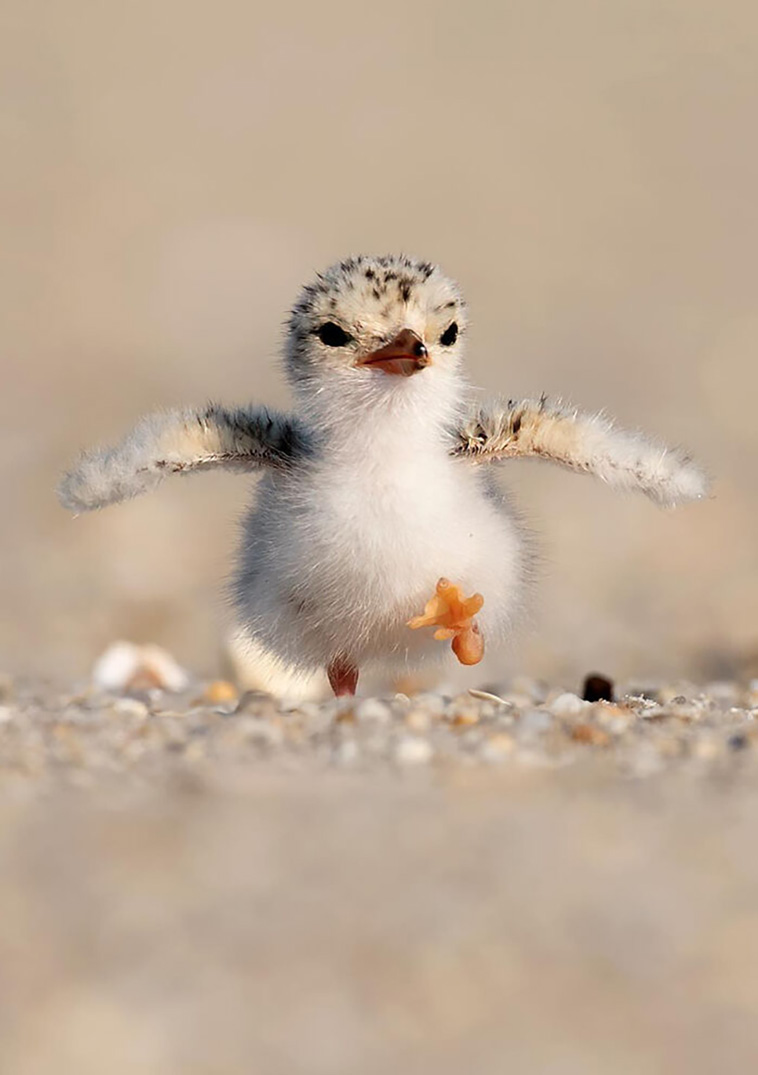 cutest animals
