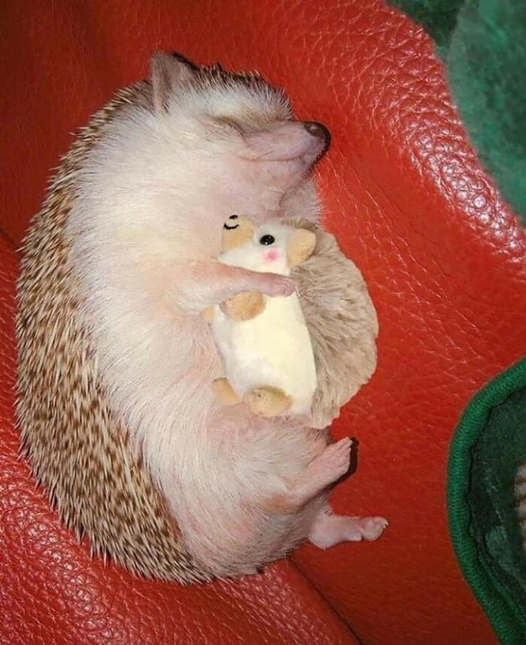 cutest animals