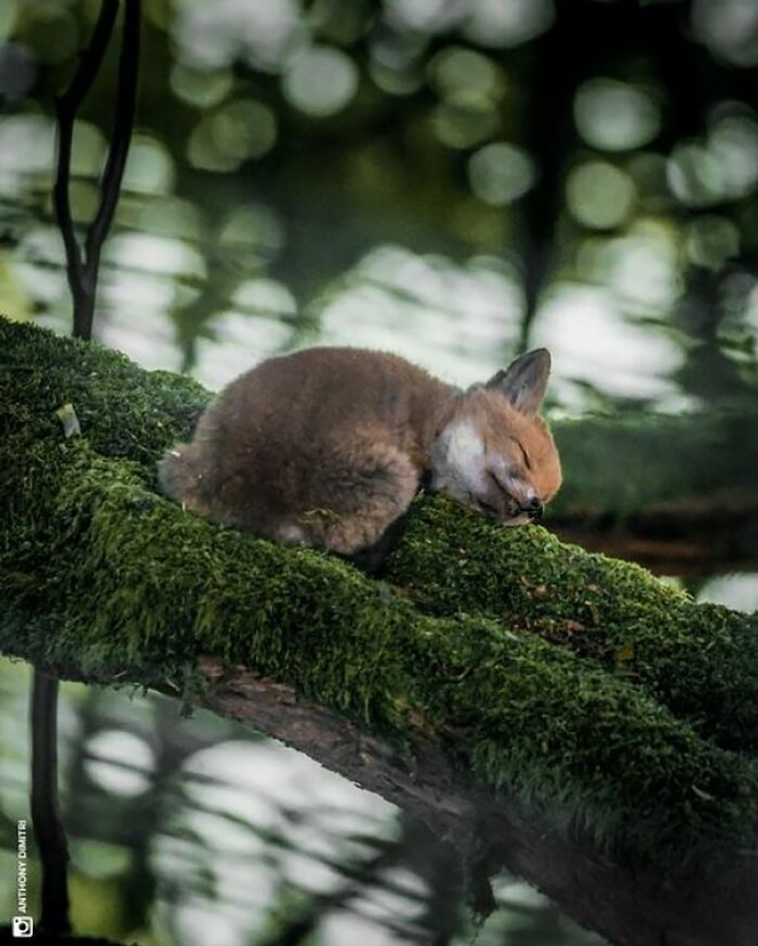 cutest animals