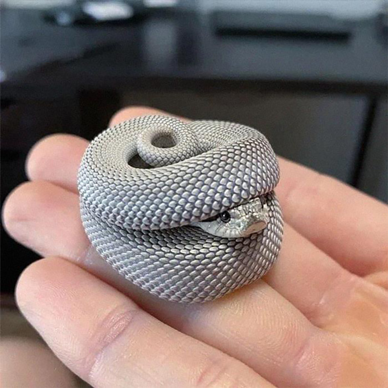 cutest animals